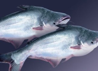 What is Swai Fish? Should You Eat It?