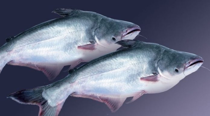 What is Swai Fish? Should You Eat It?