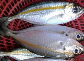 What is Trac Fish? How is it Different from Silver Pomfret and Butterfish? Price and Where to Buy?