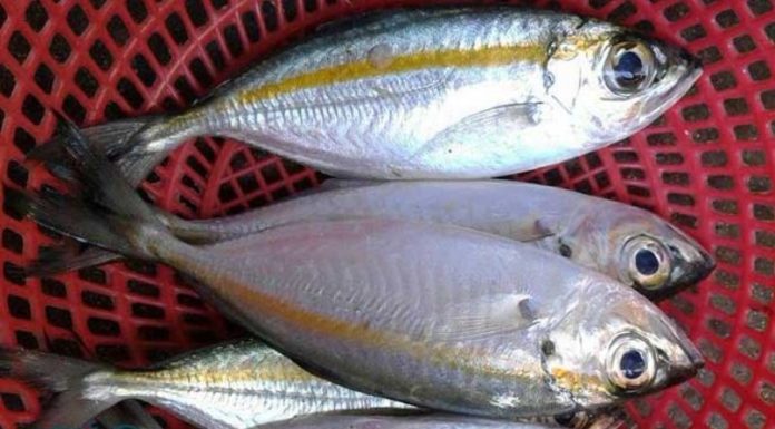 What is Trac Fish? How is it Different from Silver Pomfret and Butterfish? Price and Where to Buy?