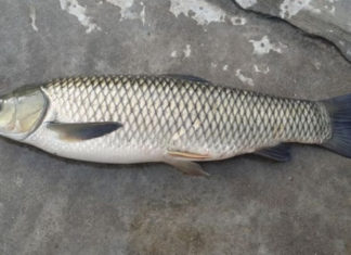 What is Silver Carp? Price and How to Distinguish Between Black and Silver Carp