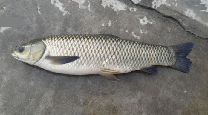 What is Silver Carp? Price and How to Distinguish Between Black and Silver Carp