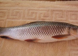 What is the Grass Carp? How to Choose Grass Carp? Where to Buy and How Much Does it Cost?