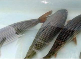 Fresh Fish vs Frozen Fish: Which is Better?