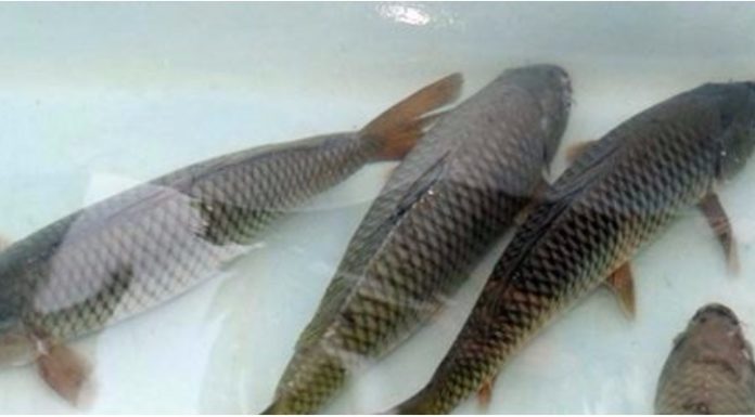 Fresh Fish vs Frozen Fish: Which is Better?