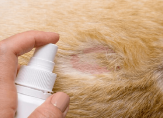 Common Health Issues in Cats: What You Need to Know as a Cat Owner