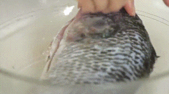 The Ultimate Guide to Eliminating Fishy Odors