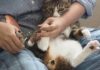 The Purrfect Bath Time: Strategies for a Calming Cat Wash, Even for Water-Wary Felines