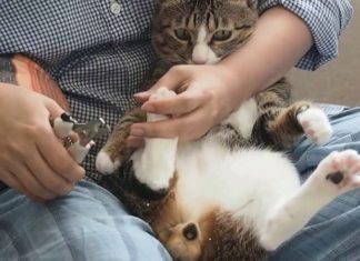 The Purrfect Bath Time: Strategies for a Calming Cat Wash, Even for Water-Wary Felines