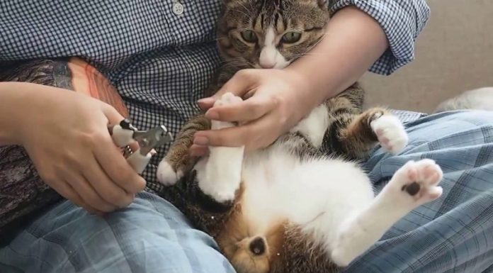 The Purrfect Bath Time: Strategies for a Calming Cat Wash, Even for Water-Wary Felines