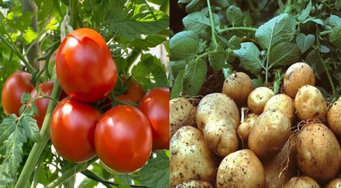 “Don’t Plant Tree Pairs Too Close: Avoid This Common Gardening Mistake”