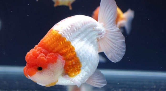 The Best and Most Beginner-Friendly Freshwater Aquarium Fish