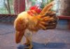 The Most Adorable Ornamental Chicken Breeds for 2020