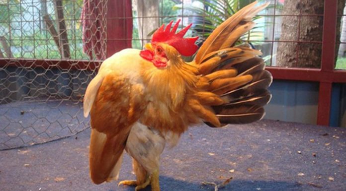 The Most Adorable Ornamental Chicken Breeds for 2020
