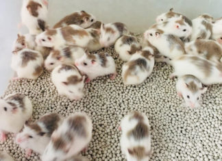 The Most Popular Hamster Breeds Loved by the People of Vietnam