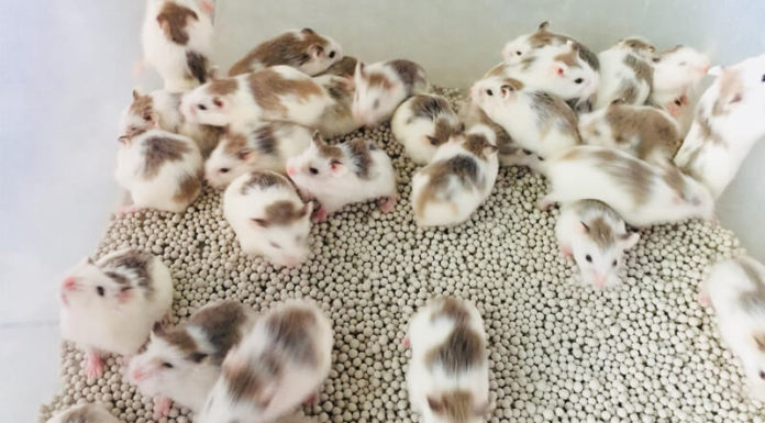 The Most Popular Hamster Breeds Loved by the People of Vietnam