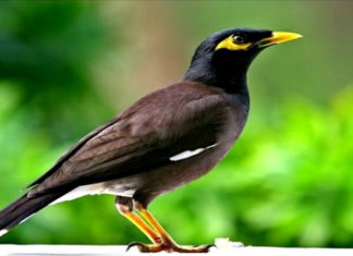 The Captivating World of Pet Birds in Vietnam: A Guide to Popular Species