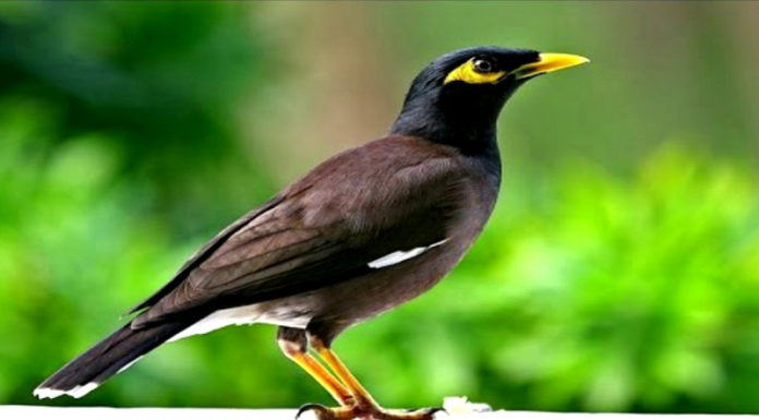 The Captivating World of Pet Birds in Vietnam: A Guide to Popular Species