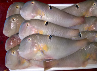 The Ocean’s Nutritional Powerhouses: A Seafood Journey at Bach Hoa XANH.