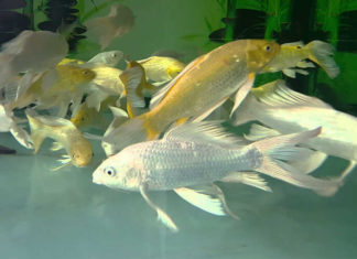 The Many Varieties of Carp in Vietnam