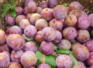 The Ultimate Guide to Plums in Northern Vietnam: How to Choose the Sweetest Hanoi Plums