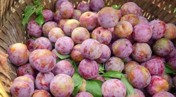 The Ultimate Guide to Plums in Northern Vietnam: How to Choose the Sweetest Hanoi Plums