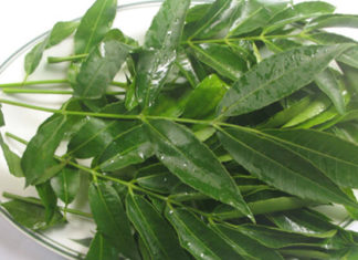 The Ultimate Guide to Wild Edibles: A Forager’s Delight