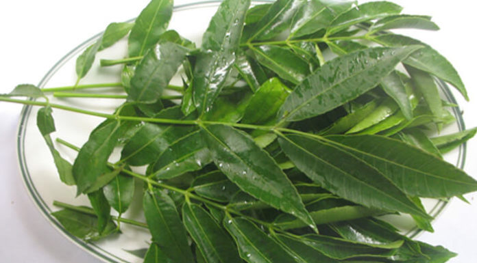 The Ultimate Guide to Wild Edibles: A Forager’s Delight