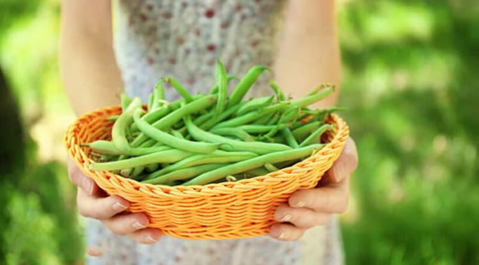 “The Ultimate Guide to Cooking Your Veggies: Why Some Vegetables Need to be Cooked Before Consumption”