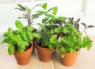 Grow These 4 Vegetables: Fewer Pests, Easier to Grow, and Quick Harvest