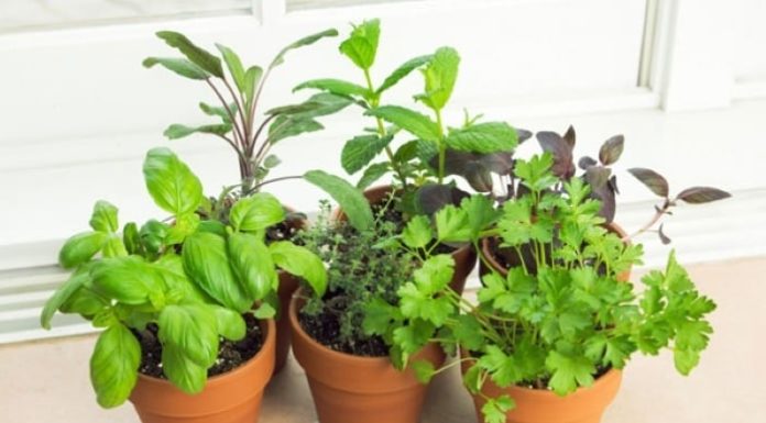 Grow These 4 Vegetables: Fewer Pests, Easier to Grow, and Quick Harvest