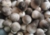 The Ultimate Guide to Keeping Straw Mushrooms Fresh and Flavorful for Longer