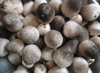 The Ultimate Guide to Keeping Straw Mushrooms Fresh and Flavorful for Longer