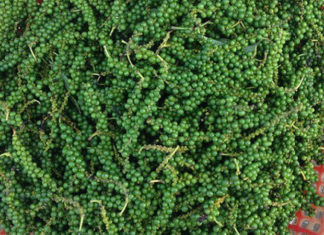 The Ultimate Guide to Choosing and Storing Green Peppercorns: A Secret to Elevating Your Culinary Creations