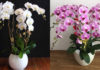 The Art of Orchid Arrangement: Enhancing Your Living Space