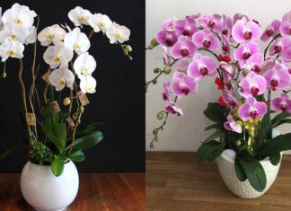The Art of Orchid Arrangement: Enhancing Your Living Space