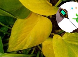 The Ultimate Guide to Winter Care for Your Chinese Banyan: Keep Those Leaves Green!