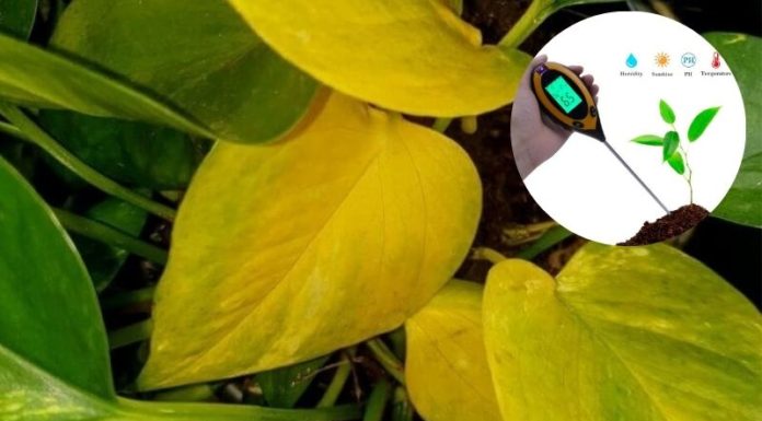 The Ultimate Guide to Winter Care for Your Chinese Banyan: Keep Those Leaves Green!