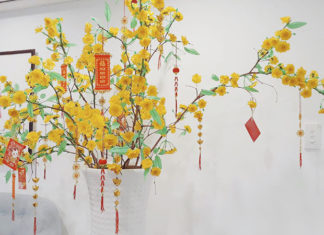 “Caring for Apricot Trees Post-Tet: A Guide to Blooming Flowers Year After Year”