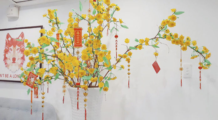 “Caring for Apricot Trees Post-Tet: A Guide to Blooming Flowers Year After Year”