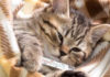 “The Ultimate Guide to Caring for Your Feline Friend: Tackling Feline Fever”