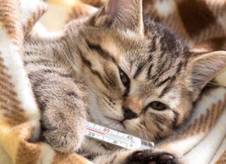 “The Ultimate Guide to Caring for Your Feline Friend: Tackling Feline Fever”