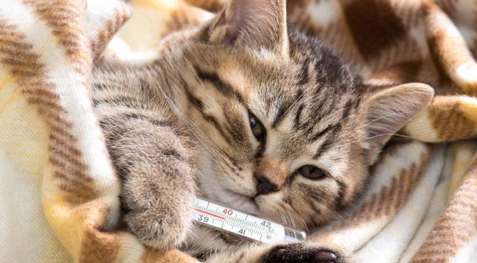 “The Ultimate Guide to Caring for Your Feline Friend: Tackling Feline Fever”
