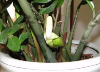 The Magic Touch: Reviving Your Golden Money Tree with a Splash of Green