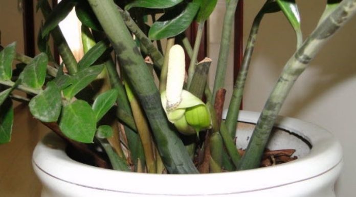 The Magic Touch: Reviving Your Golden Money Tree with a Splash of Green