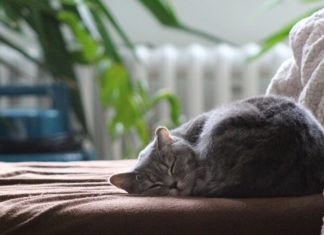 The Definitive Handbook to Winter Cat Care