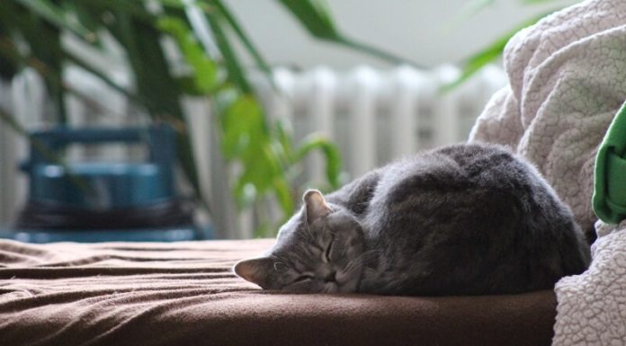 The Definitive Handbook to Winter Cat Care