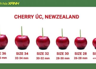 How to Determine Cherry Sizes – A Guide to Selecting the Tastiest Cherries