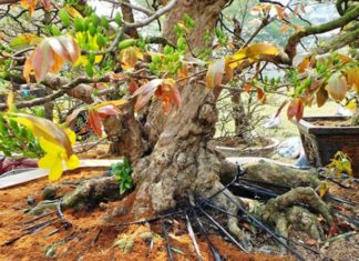The Ultimate Guide to Choosing a Stunning Apricot Blossom Tree for a Joyous Spring Festival