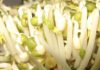 “The Ultimate Guide to Choosing Chemical-Free Bean Sprouts”